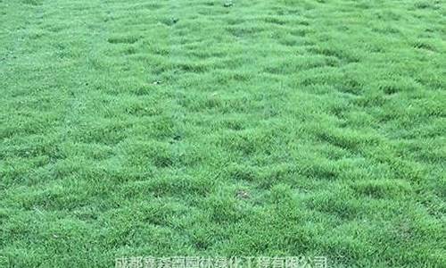 昆明草坪马蹄金价格_马蹄金哪里有卖