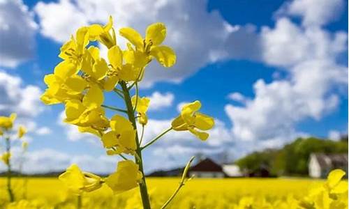 加拿大菜籽油价格_加拿大菜籽油减产