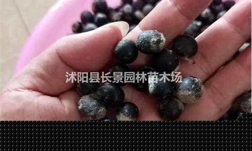 无患子生物柴油价格_无患子籽油