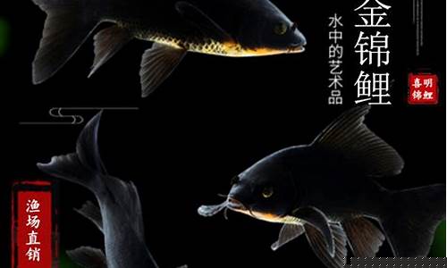 渭河乌金黑金价格_渭河黑乌金的价格