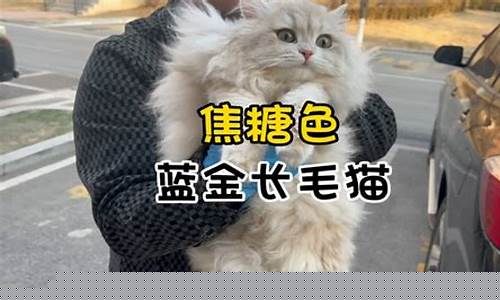 焦糖化蓝金渐层_长毛焦糖蓝金价位
