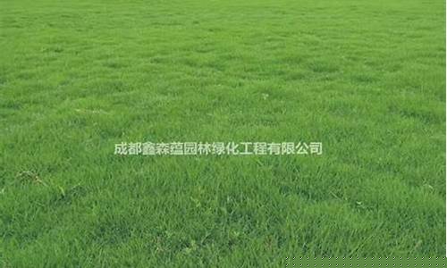 昆明草坪马蹄金价格_马蹄金哪里有卖