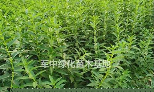 吉林连翘油价格行情_连翘的价格行情