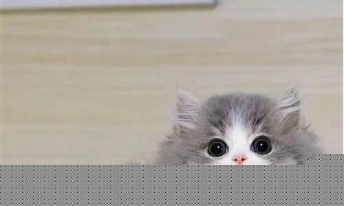 拿破仑猫和蓝猫的区别_拿破仑猫蓝金价格