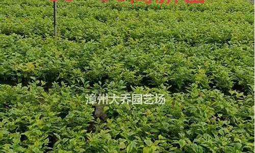 连翘近期价格行情_福建省连翘油价格行情
