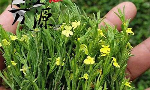 广西独脚金价格表_广西最多产独脚金的地方